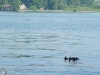 Ducklings Solo