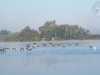 ducks-inflight-2