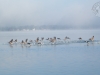 ducks-infllight