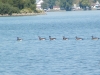 ducks