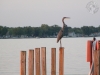 heron