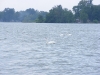 Swan 1